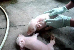 两小猪喝人奶喂猪视频